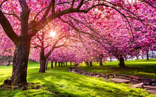 A field of grass with multiple large trees hanging pink flowers
